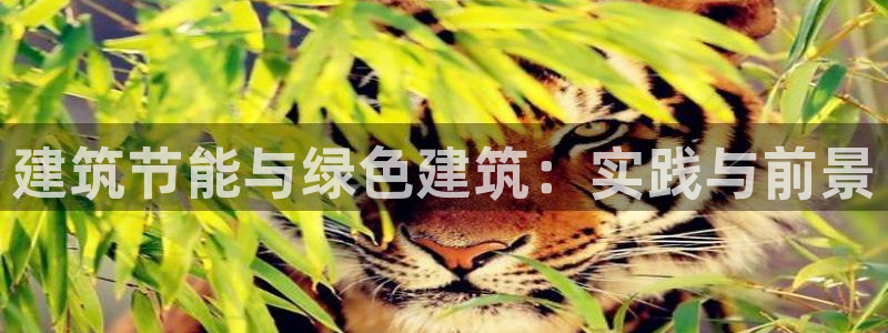 e尊国际是个黑网